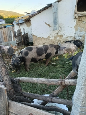 Vând un porc  petrean