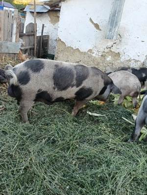 Vând un porc  petrean - imagine 4