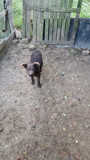 Vând catel de intors oile - imagine 3