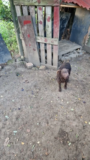 Vând catel de intors oile - imagine 2