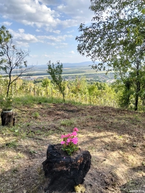 vând teren extravilan în Tăuții Magherausi  - imagine 5