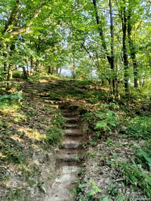 vând teren extravilan în Tăuții Magherausi  - imagine 4