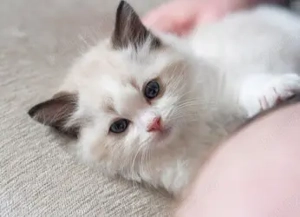 Ofertă imbatabilă! Fată cu ochi albaștri!