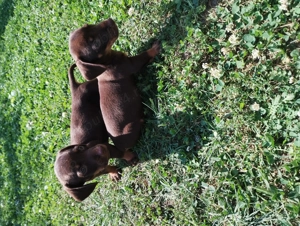 Pui Teckel maro,par scurt