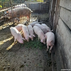 Purcei 8 săptămâni  - imagine 3