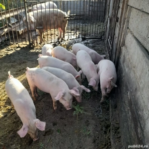 Purcei 8 săptămâni 