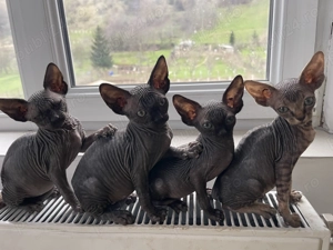 Puiuți sfinx canadian