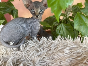 Puiuți sfinx canadian - imagine 2 Puiuți sfinx canadian - imagine 2