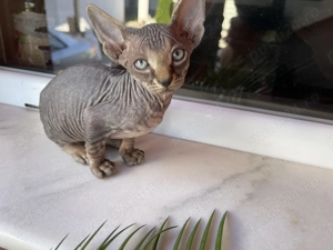 Puiuți sfinx canadian - imagine 3 Puiuți sfinx canadian - imagine 3