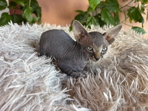 Puiuți sfinx canadian - imagine 4 Puiuți sfinx canadian - imagine 4