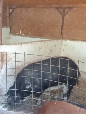 Vier mangalița varietatea Burtă de Rândunică