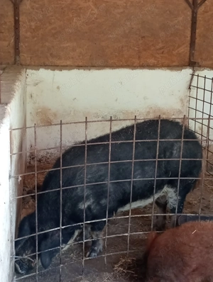 Vier mangalița varietatea Burtă de Rândunică - imagine 3