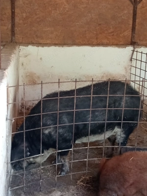 Vier mangalița varietatea Burtă de Rândunică - imagine 2