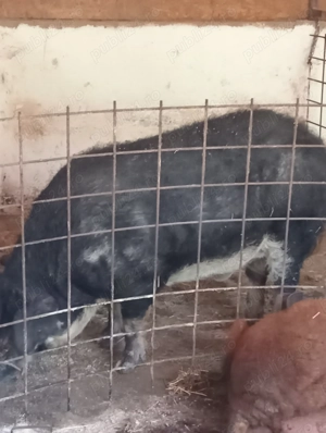 Vier mangalița varietatea Burtă de Rândunică - imagine 4