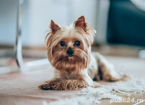 Mascul Yorkshire Terrier Mini Toy