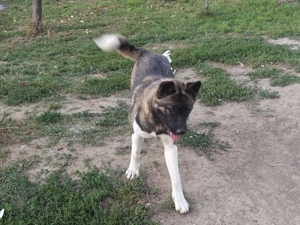 Catea Akita American  - imagine 3