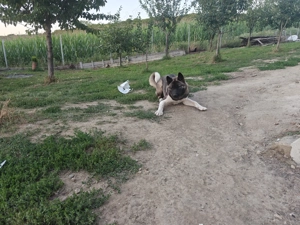 Catea Akita American  - imagine 2
