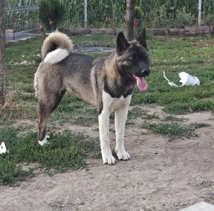 Catea Akita American 