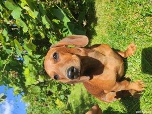 Catelus  teckel - imagine 4