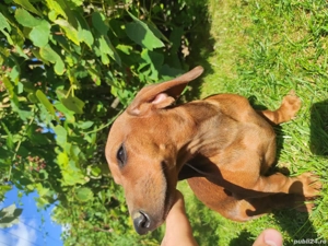 Catelus  teckel - imagine 3