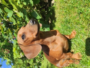 Catelus  teckel - imagine 5