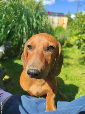 Catelus  teckel - imagine 2