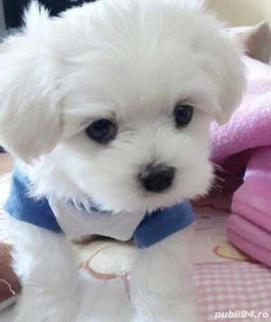 Vand bishon maltez miny toy baietel 6 saptamani