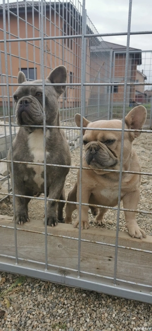 bulldog francez perechea