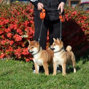 Shiba inu cu pedigree