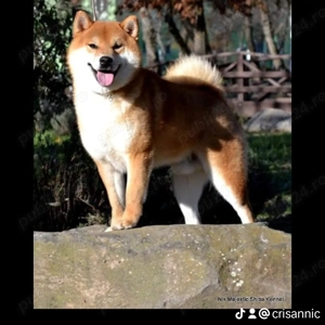Shiba inu cu pedigree - imagine 4