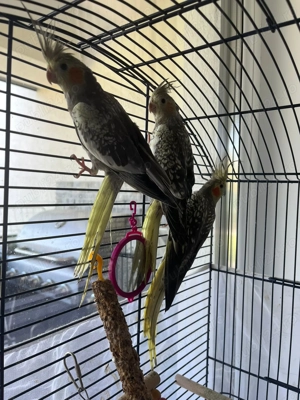 Puișori de  papagali specia nimfe  - imagine 2