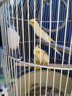 vînd nimfe  - imagine 2 vînd nimfe  - imagine 2