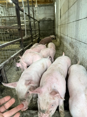 Grasuni purcei porci scroafe , rotisor  - imagine 5