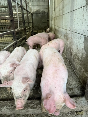 Grasuni purcei porci scroafe , rotisor  - imagine 3