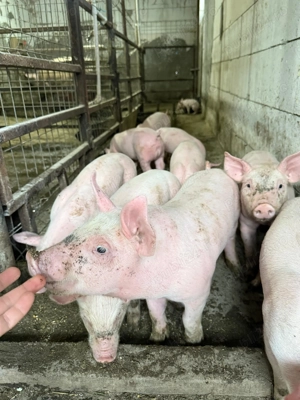 Vand Porci  Purcei toate rasele, marele alb x Pietrean, Imunizati si vaccinati