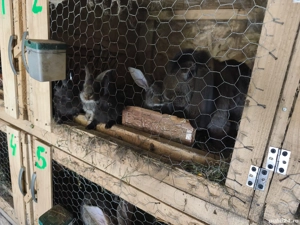 iepuri de vanzare - imagine 2 iepuri de vanzare - imagine 2