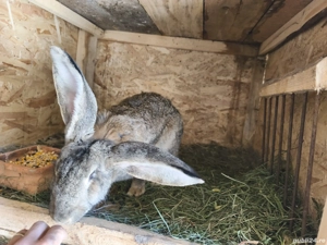 iepuri de vanzare - imagine 4 iepuri de vanzare - imagine 4