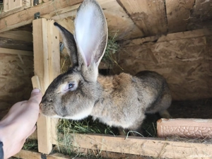 iepuri de vanzare - imagine 5 iepuri de vanzare - imagine 5