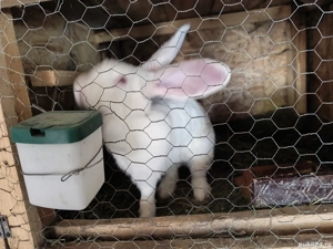 iepuri de vanzare - imagine 3 iepuri de vanzare - imagine 3