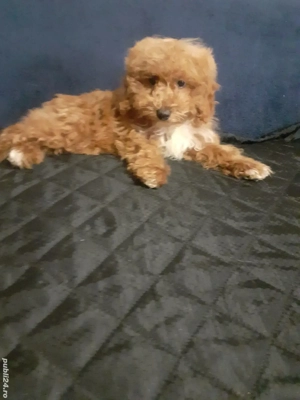 Pudel toy - imagine 3