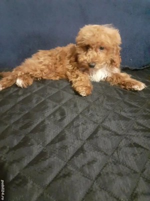 Pudel toy - imagine 5