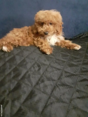 Pudel toy - imagine 2