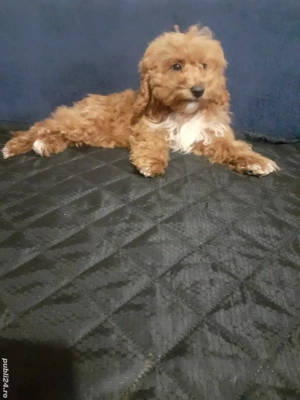 Pudel toy - imagine 4