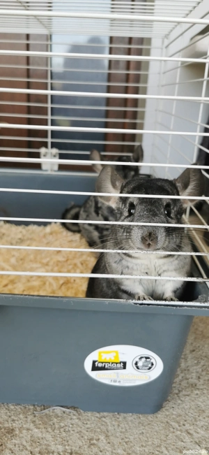 chinchilla, cincila,