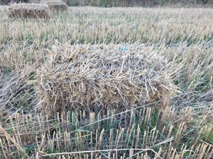 Baloti paie grau  si baloți făn productie 2025 - imagine 2