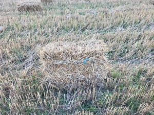 Baloti paie grau  si baloți făn productie 2025 - imagine 3