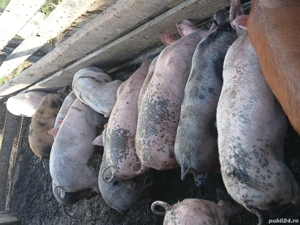 disponibili porci 8 11 săptămâni sau schimb - imagine 5