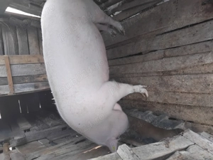 Vând scroafa 200 kg - imagine 2