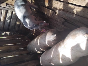 Vând scroafa 200 kg - imagine 3