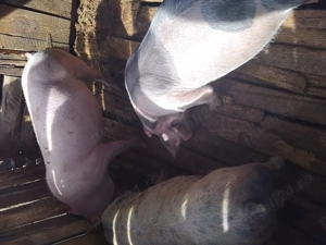 Vând scroafa 200 kg - imagine 4